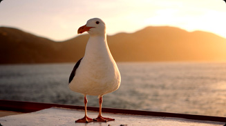 Original Sea Gull